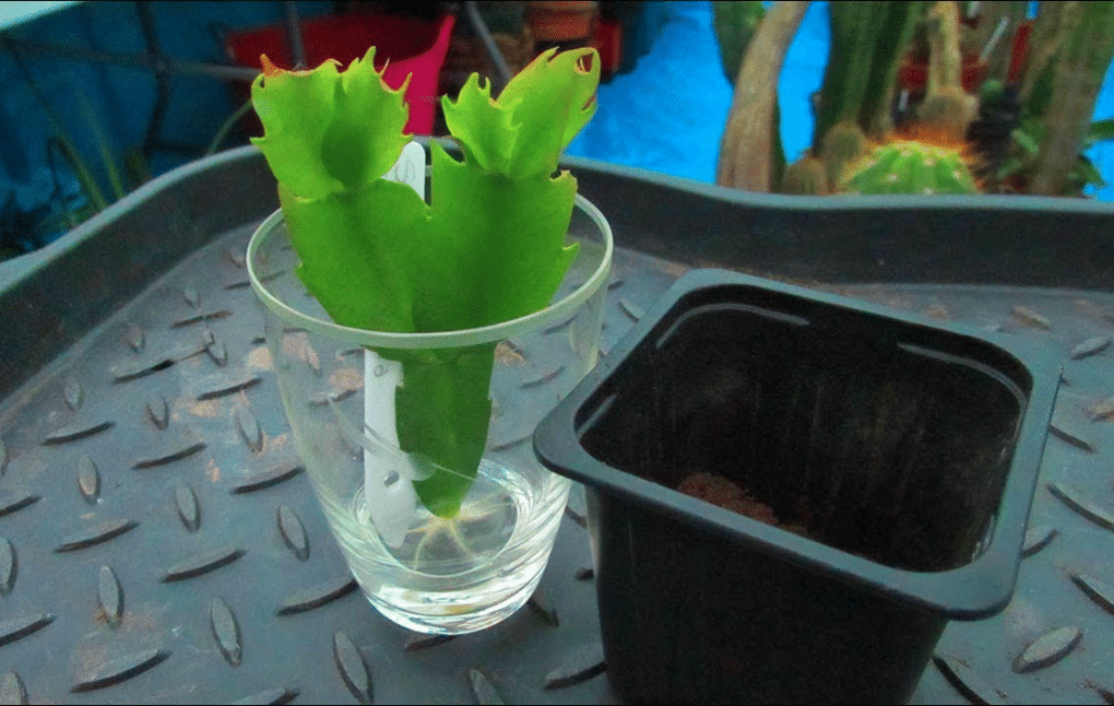 White Christmas Cactus cuttings in water